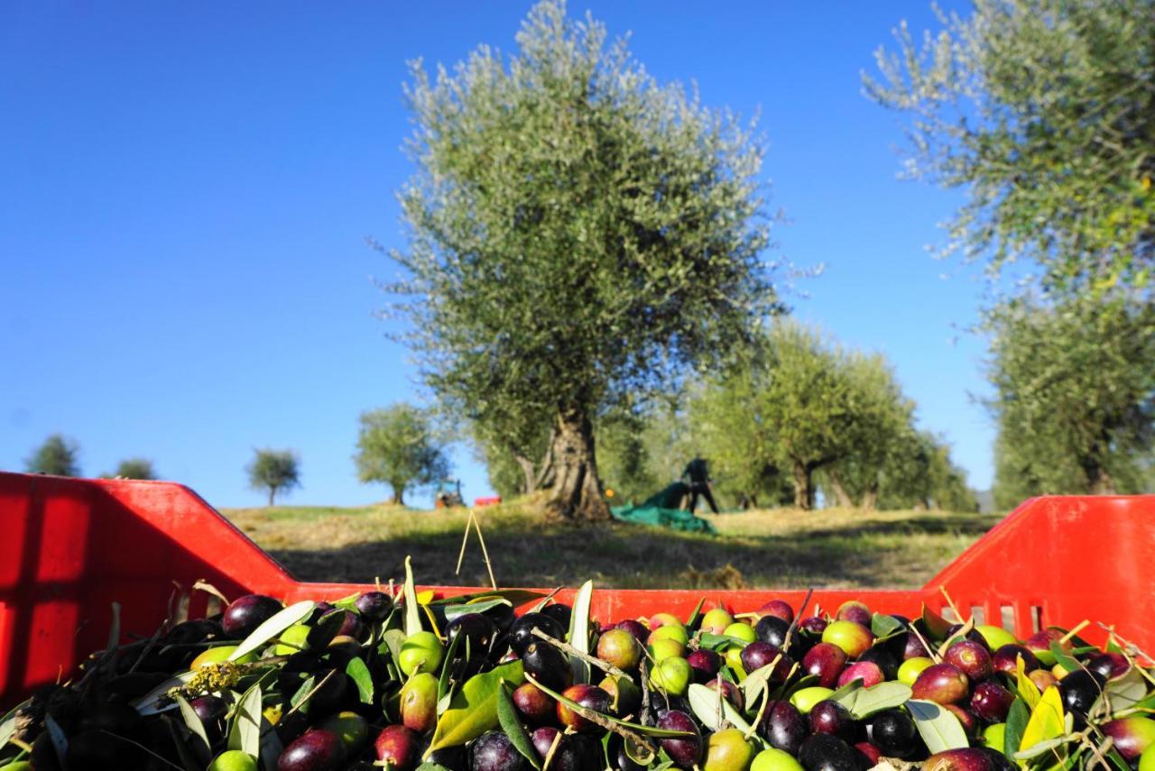 Fattoria Lornano Winery Villa Monteriggioni Exteriör bild